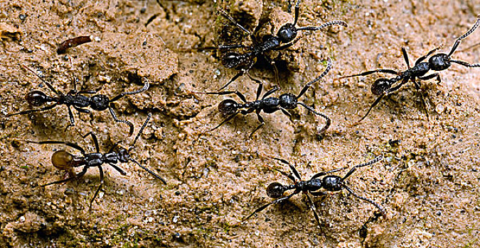 蚂蚁,工蚁,请求,食物,捕食,厄瓜多尔