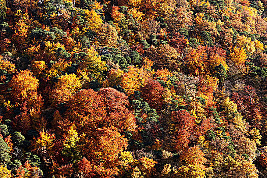 秋天,混交林,靠近,杜恩斯坦,瓦绍,山谷,区域,下奥地利州,欧洲