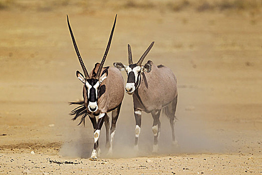 南非大羚羊,羚羊,雄性,残废,犄角,雌性,卡拉哈里沙漠,卡拉哈迪大羚羊国家公园,南非,非洲