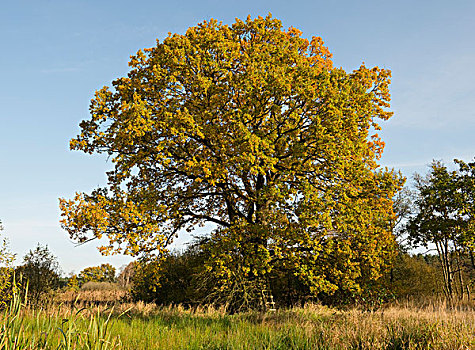 夏栎,栎属,栎树,秋天,自然保护区,下萨克森,德国,欧洲