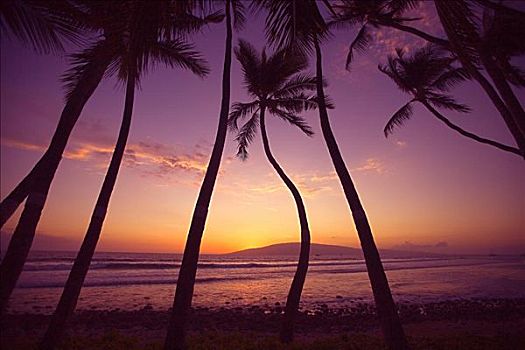夏威夷,毛伊岛,拉海纳,弯曲,树干,棕榈树,笔直,日落,远景