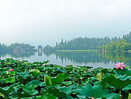 西湖十景,曲院风荷·玉带桥