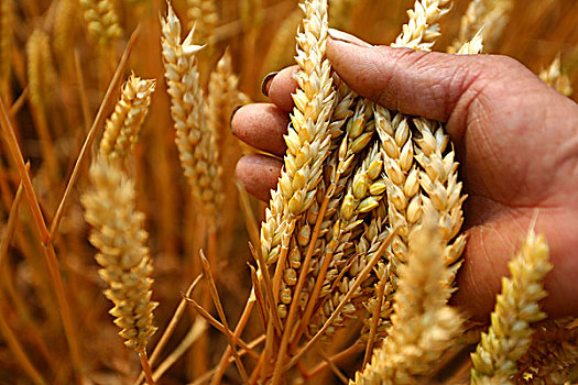 收获小麦