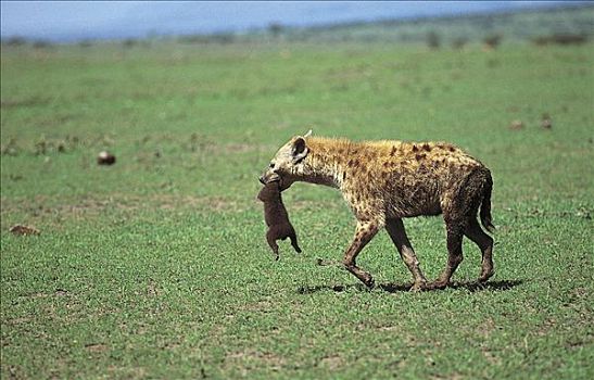 斑鬣狗,幼兽,哺乳动物,马赛马拉,肯尼亚,非洲,动物