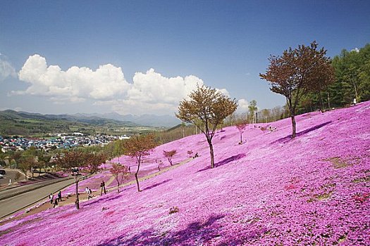 苔藓,福禄考属植物,公园