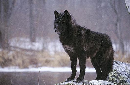 暗色,阶段,灰狼,狼,站立,暴风雪,雪,冬天,哺乳动物,动物