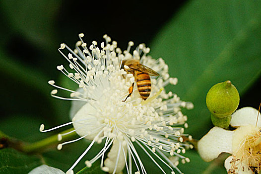 一只蜜蜂在白花里采蜜