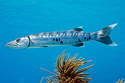 梭鱼,博奈尔岛,荷属安的列斯,加勒比