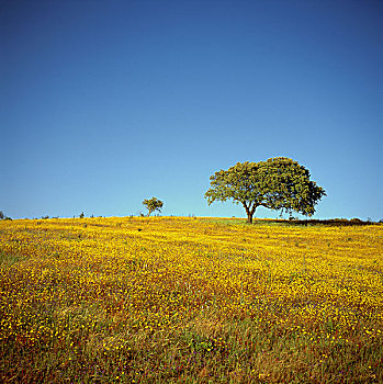 葡萄牙,草地,黄花,橡树,日落