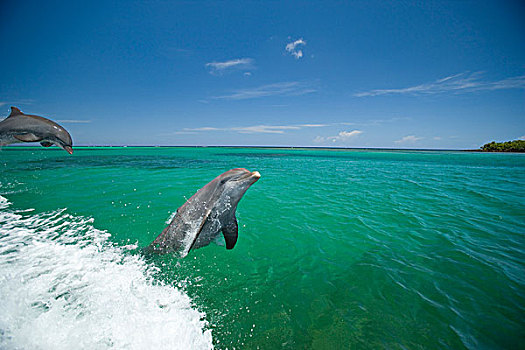 宽吻海豚,海洋,靠近,洪都拉斯