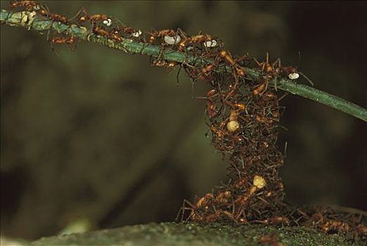 行军蚁,生物群,桥,攀登,上方,食物,背影,窝,科罗拉多岛,巴拿马