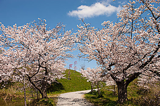 樱花,古老,城堡,兵库,日本