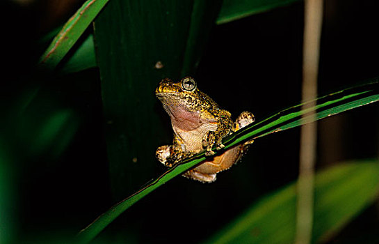 树蛙,拿着,绿色,茎,东南部,昆士兰,澳大利亚