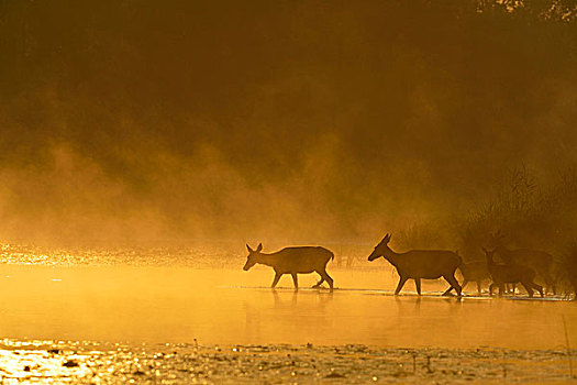 赤鹿,母鹿,晴朗,晨雾,走,水,多瑙河,下奥地利州,奥地利,欧洲