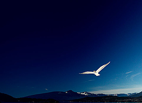 海鸥,翱翔,上方,风景