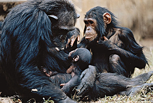 坦桑尼亚,冈贝河国家公园,黑猩猩,家族,大幅,尺寸