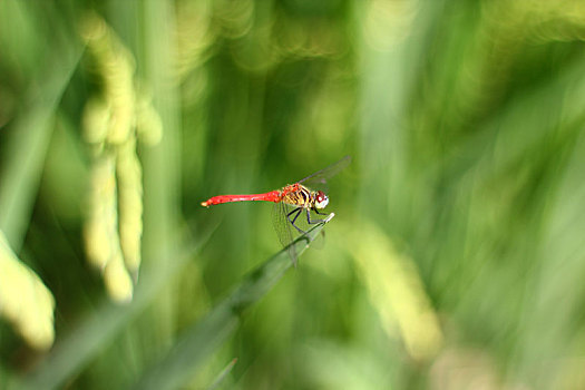夏日红蜻蜓