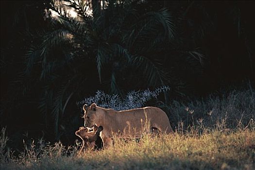 非洲狮,狮子,幼兽,玩,母亲,塞伦盖蒂国家公园,坦桑尼亚