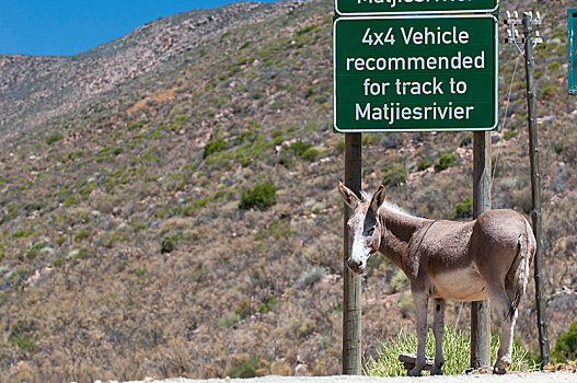 驴,站立,下面,警告标识,四驱车,交通工具,山,西海角,南非,非洲