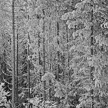 树林,碧玉国家公园,艾伯塔省,加拿大
