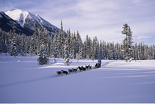 狗拉雪橇,团队,班芙国家公园,艾伯塔省,加拿大