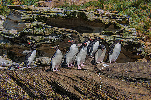 福克兰群岛首都斯坦利岩跳企鹅