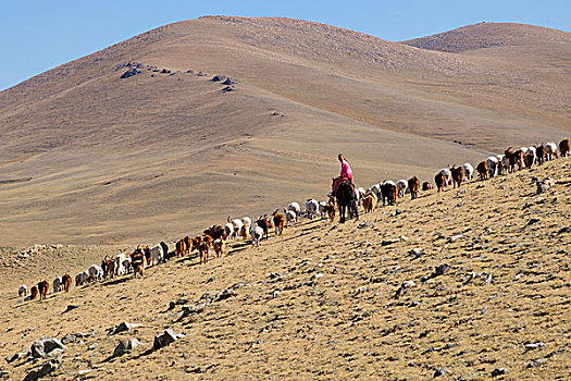 亚洲,西部,蒙古,美女,山羊,牧人,骑马,使用,只有