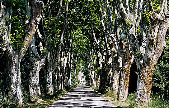 道路,悬铃木,树,阿尔勒,罗讷河口省,法国南部,法国,欧洲