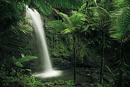 瀑布,国家公园,绿色,丛林,加勒比岛屿,波多黎各