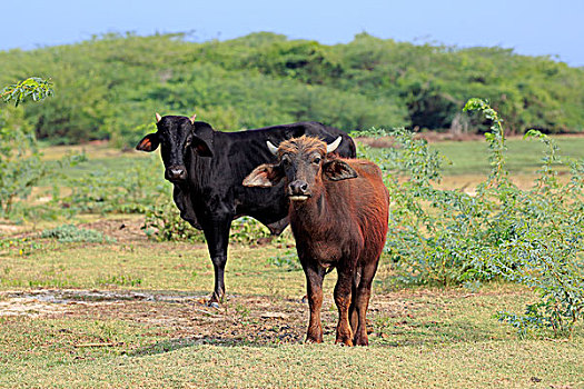 水牛,幼兽,家牛,国家公园,斯里兰卡,亚洲