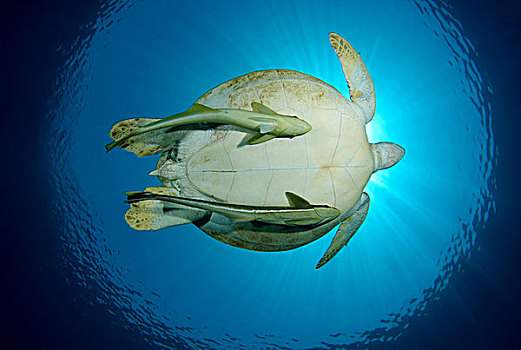 绿海龟,龟类,漂浮,深海,红海,阿布达巴卜,埃及,非洲