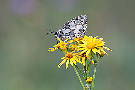 白蝴蝶,北方,黑森州,德国,欧洲