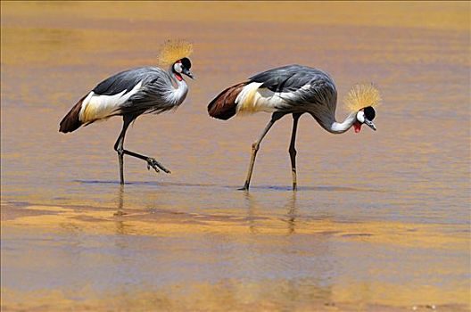 两个,黑色,冠,鹤,站在水中,萨布鲁国家公园,肯尼亚,东非,非洲