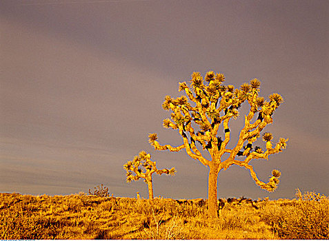 约书亚树,约书亚树国家公园,加利福尼亚,美国