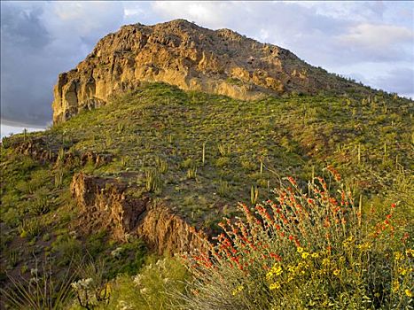 野花,仙人掌,管风琴仙人掌国家保护区,亚利桑那