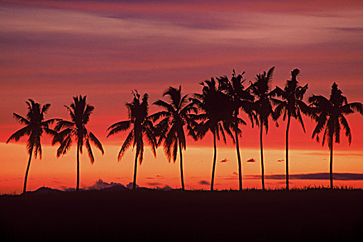 棕榈树,日落,皇后区,道路,斐济