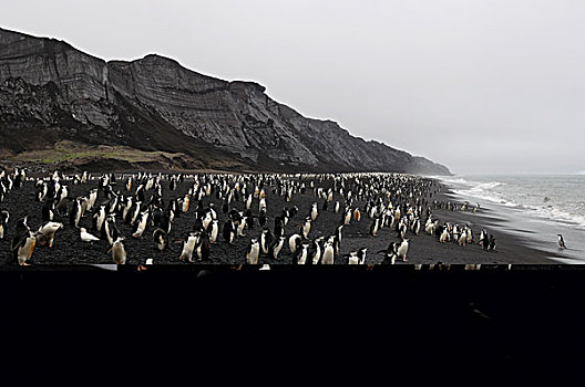 南极,南设得兰群岛,欺骗岛,帽带企鹅,黑色背景,火山岩,海滩