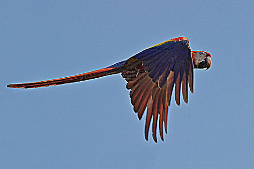 绯红金刚鹦鹉,飞,哥斯达黎加