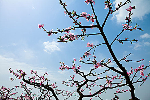 春天桃花果园