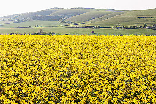 地点,黄色,油菜籽,特色,英国,乡村,群山,西部,威尔特,英格兰