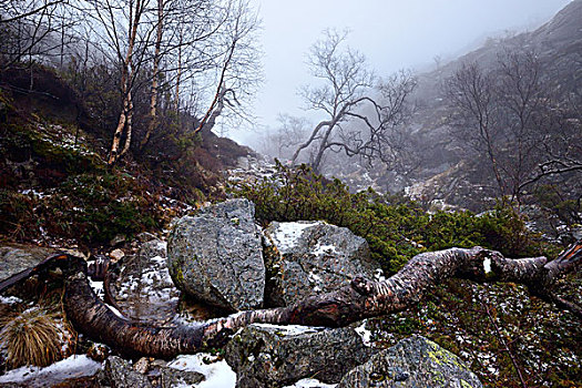 秋天,树,石头,雾气,靠近,吕瑟峡湾,罗加兰郡,挪威