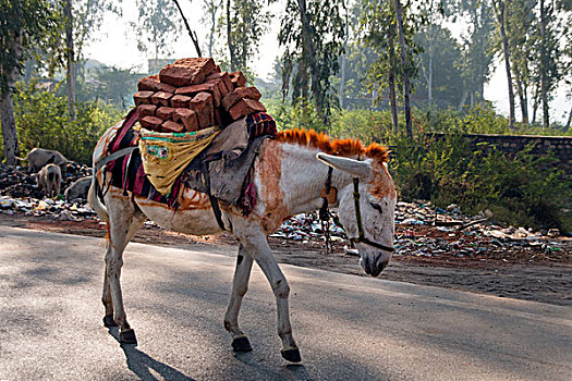 驴,满载,砖,阿格拉,北方邦,印度,亚洲