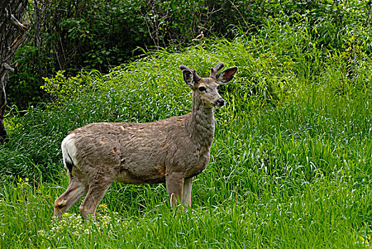 长耳鹿,骡鹿,瓦特顿湖国家公园,艾伯塔省,加拿大