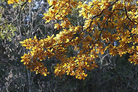 秋天,橡树,栎属,栎树