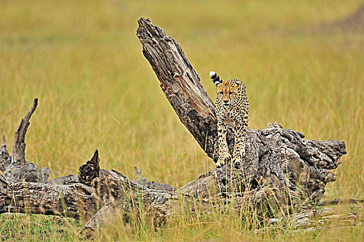 印度豹,猎豹,标记,领土,草地,马赛马拉国家保护区,肯尼亚,非洲