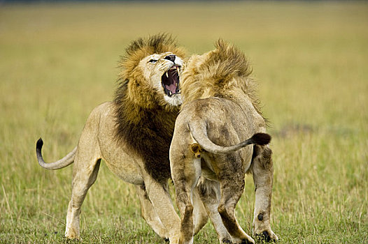 狮子,争斗,马赛马拉,肯尼亚
