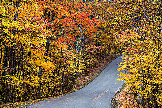 秋色,褐色,州立公园,靠近,纳什维尔,印地安那,美国