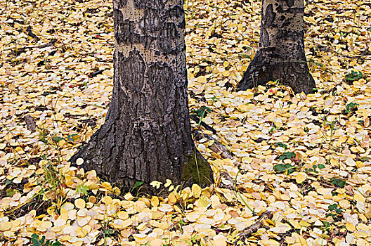 颤杨,秋天,叶子,地上,落基山国家公园,科罗拉多,美国