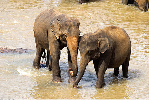 大象,河,品纳维拉,动物收容院,斯里兰卡