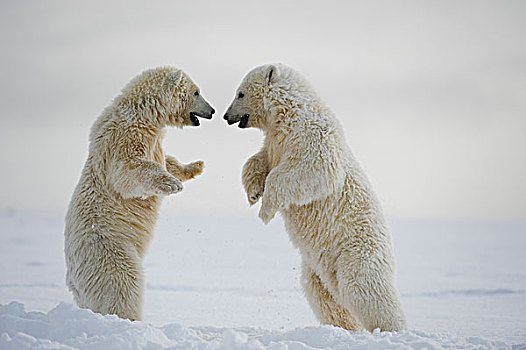 两个,北极熊,幼兽,玩,浮冰,区域,北极,阿拉斯加,冬天